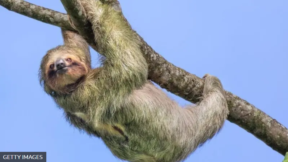 Aqui tem uma imagem de uma preguiça